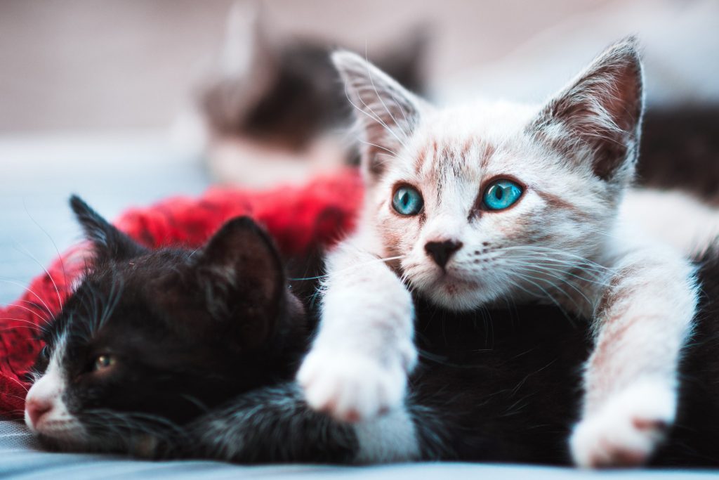 Combien D Annees Un Chat Peut Il Vivre